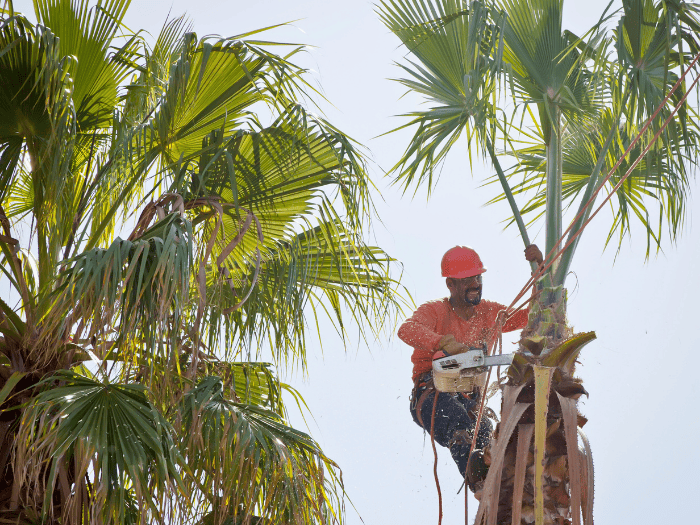 Pensacola Tree Triming