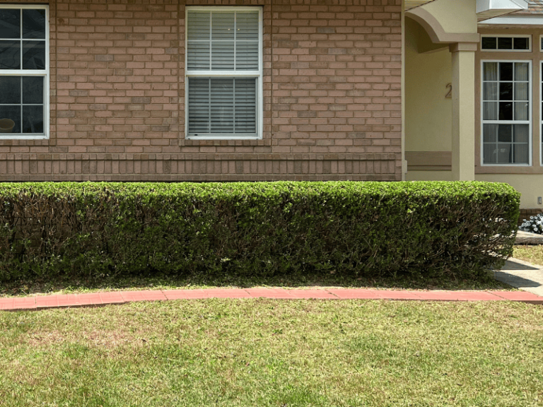 Brick house with hedges