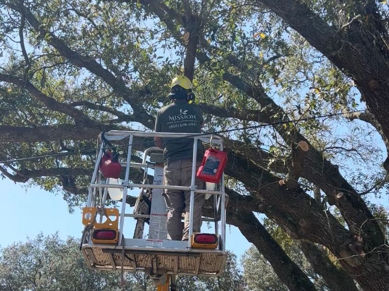 mission lawn and landscape tree work in pensacola fl
